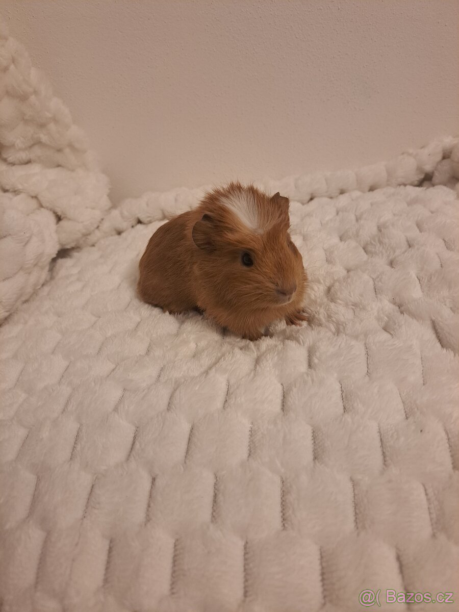 Morče sameček - rezervace