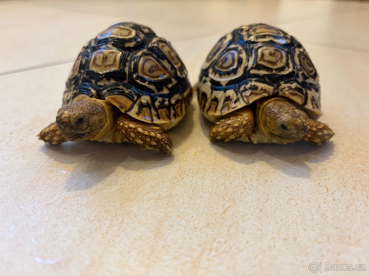 Želva pardálí