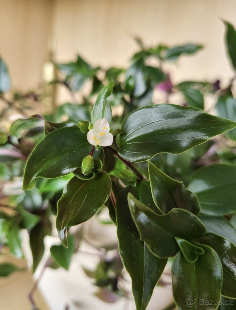 Tradescantia fluminensis - zakořeněné výhony
