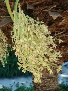Datlovník pravý-Phoenix Dactylifera