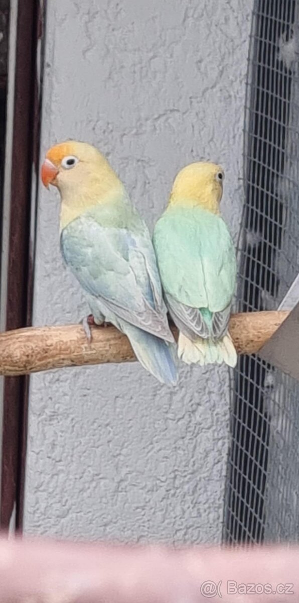 Agapornis fischeri