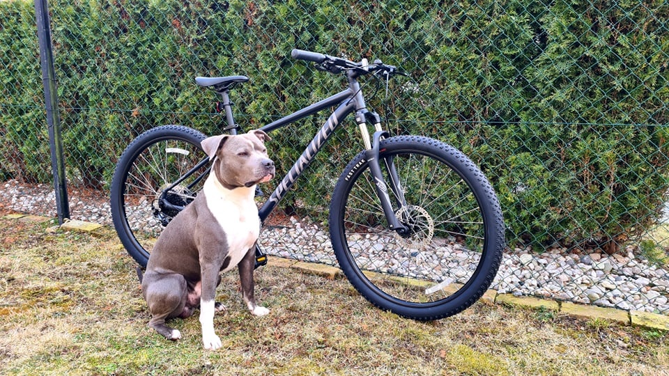 Specialized Rockhopper Sport 29