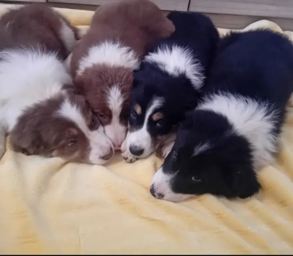 Štěňátka -Border kolie