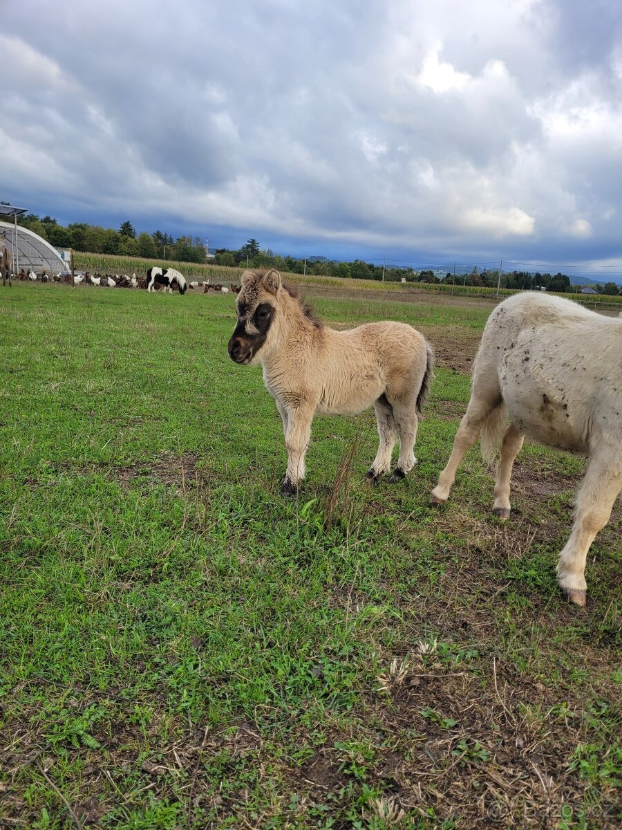 Shetland pony v mini typu- klisnička