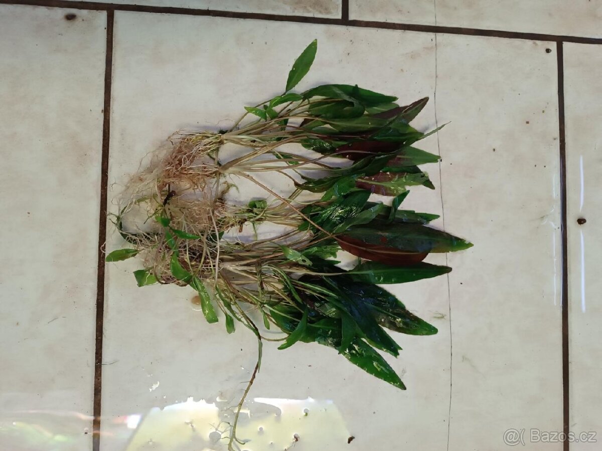 akvarijní rostliny