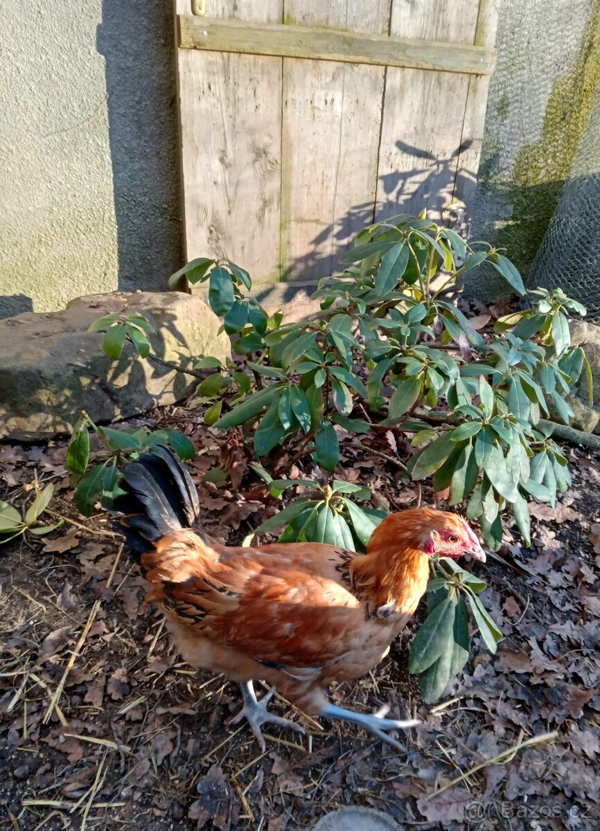 Prodam- kohout Šumavanka