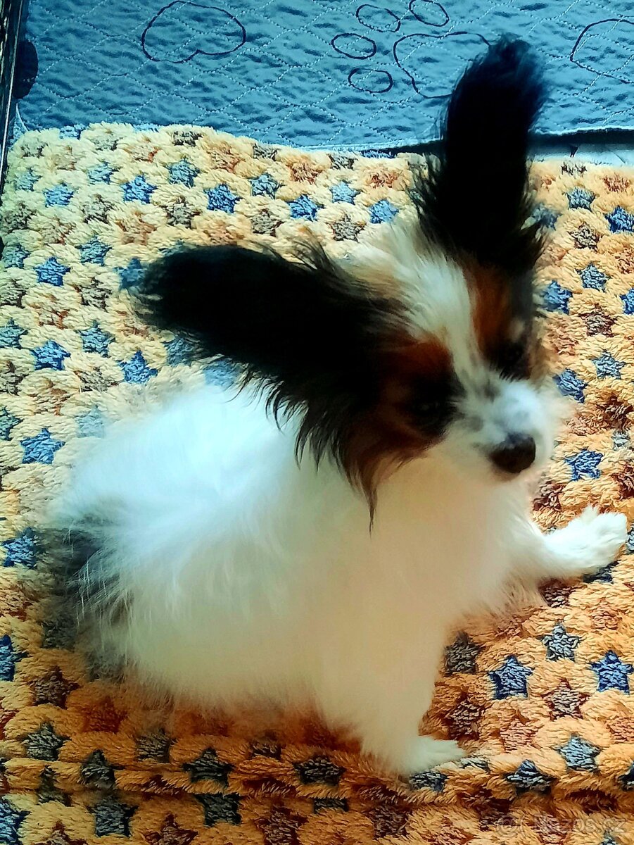 Papillonek s PP pejsek