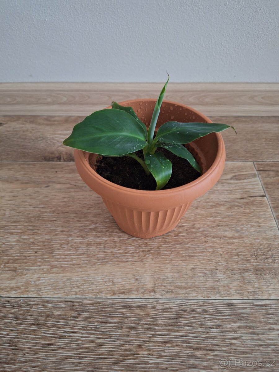 Bananovnik
