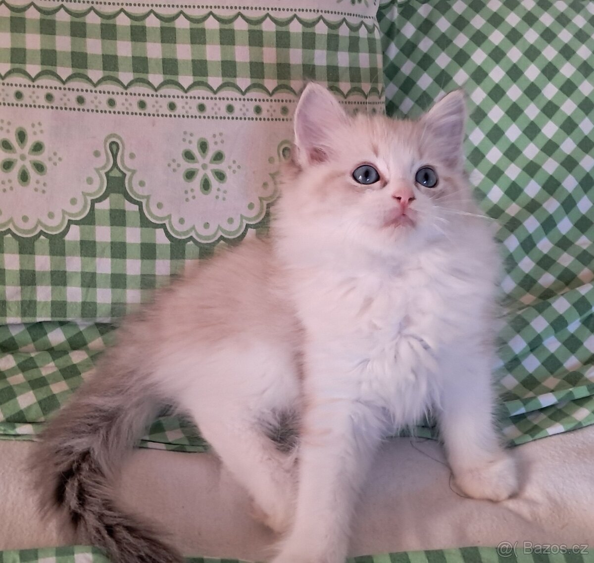 Koťátka ragdoll s PP