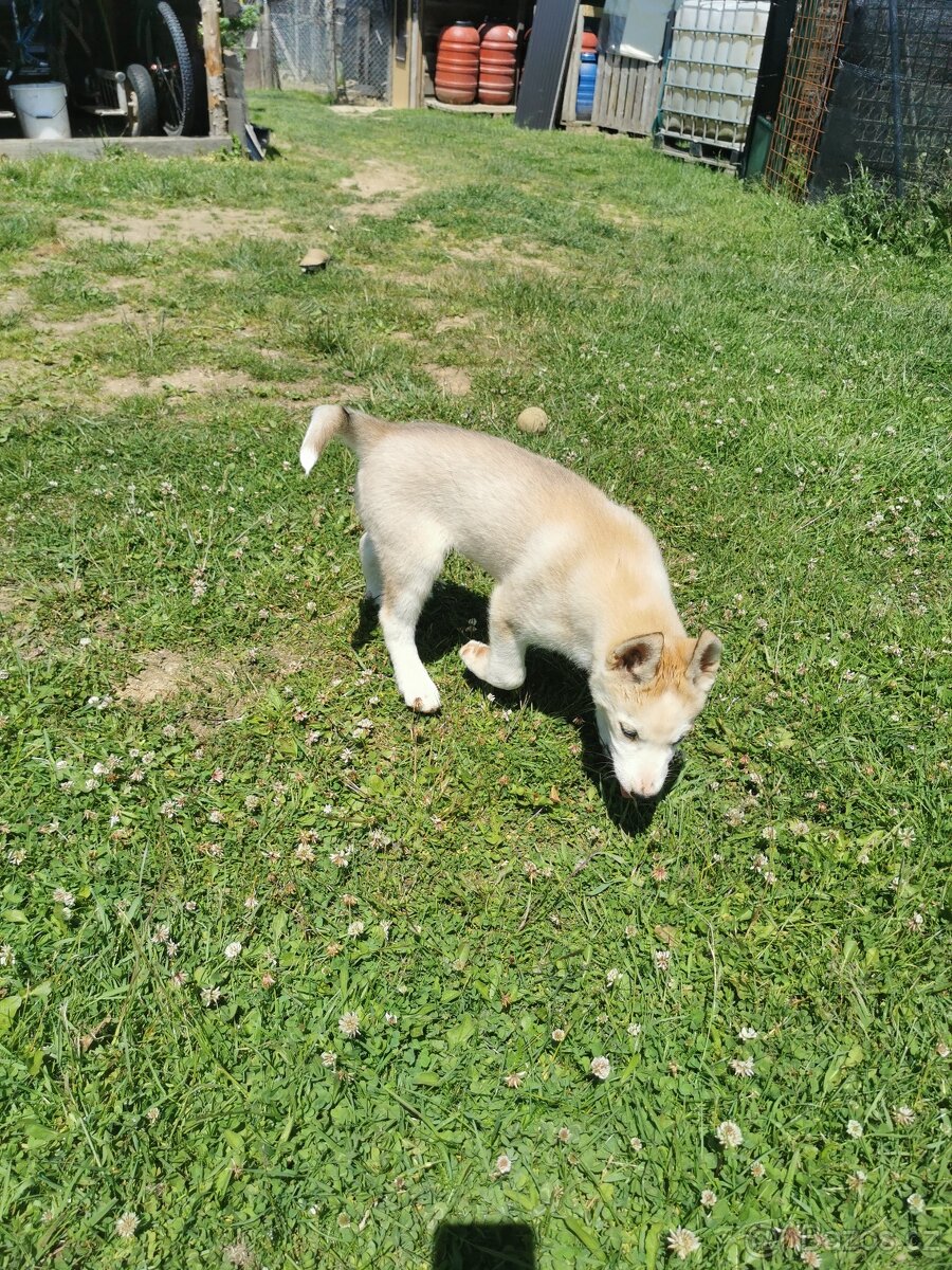 Sibiřský Husky - štěňátka