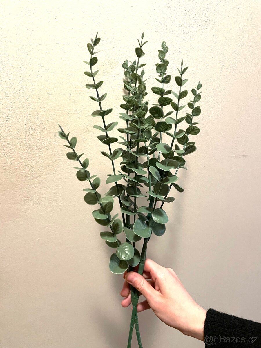2 kusy eucalyptusu/ nove 190,- za oba