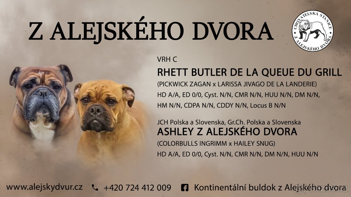 Kontinentální buldok