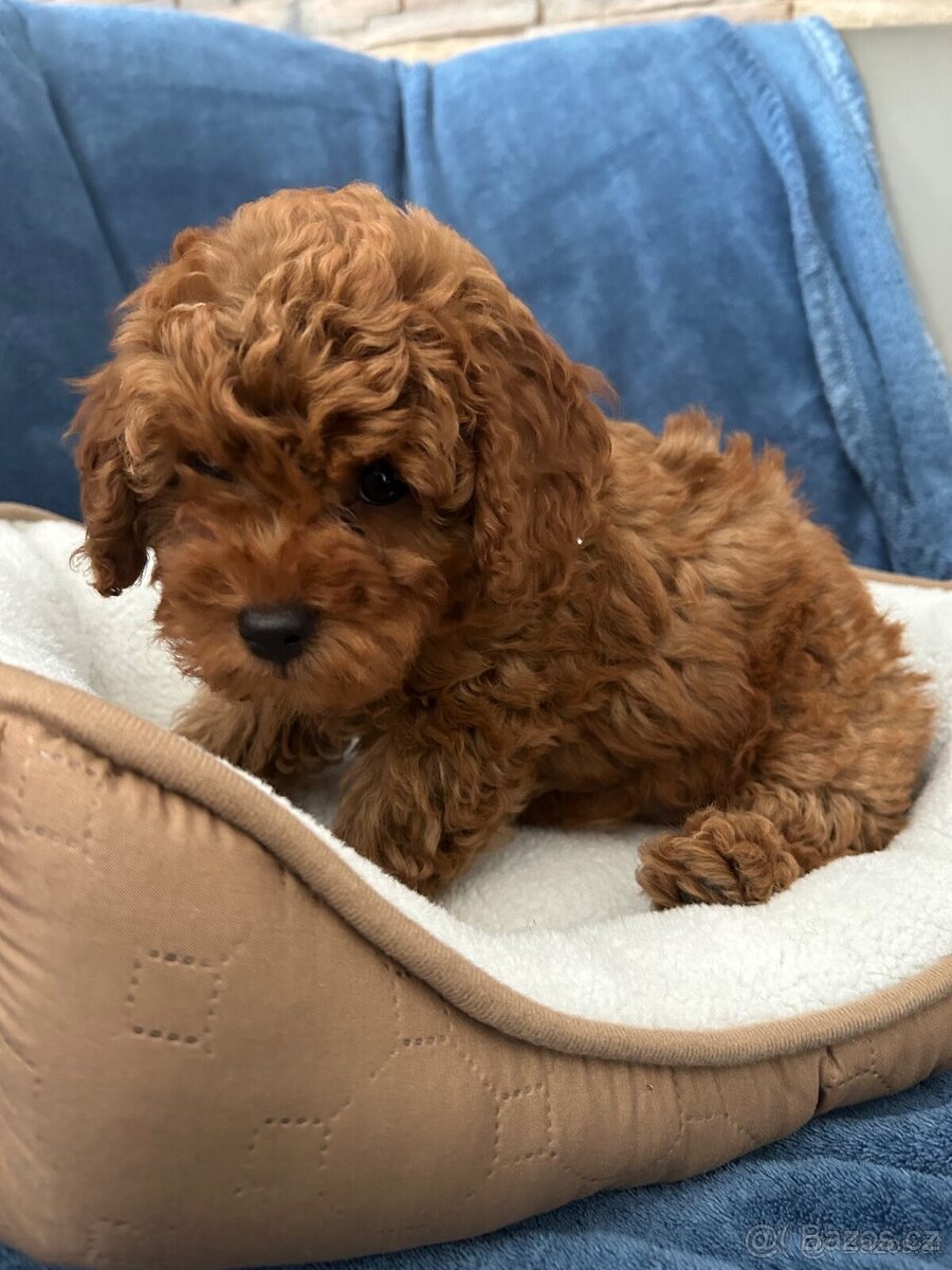 Maltipoo