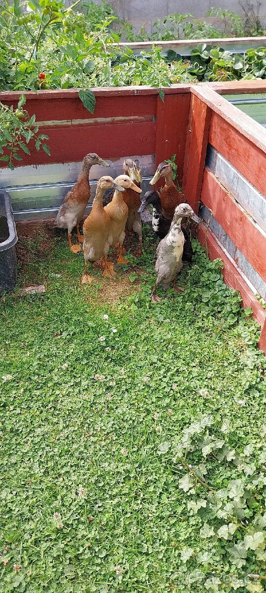 Indicky běžec