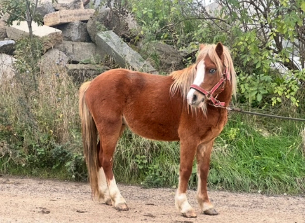 WELSH MOUNTAIN PONY PRO DĚTI