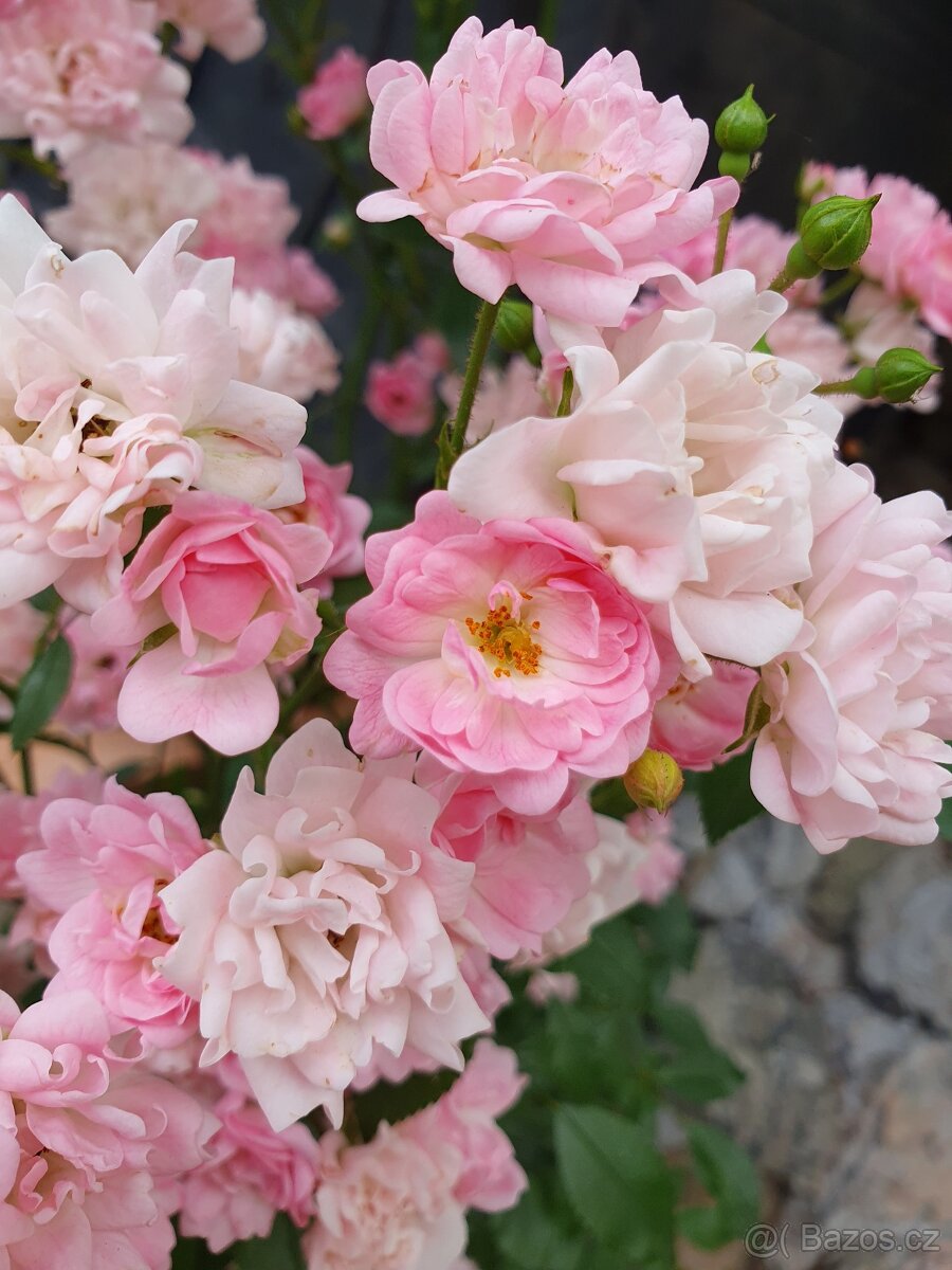 Růže drobnokvětá růžová