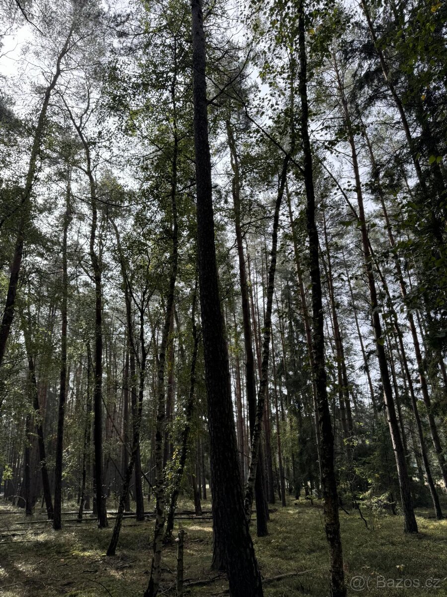 Prodám lesní pozemek v k.ú. Žichlice u Hromnic