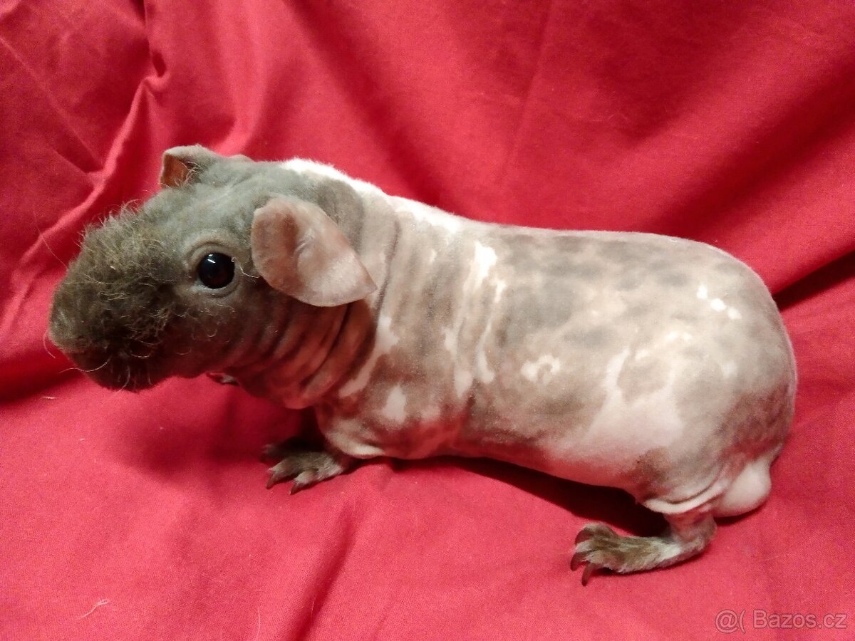 Morče skinny samec s PP, dalmatin