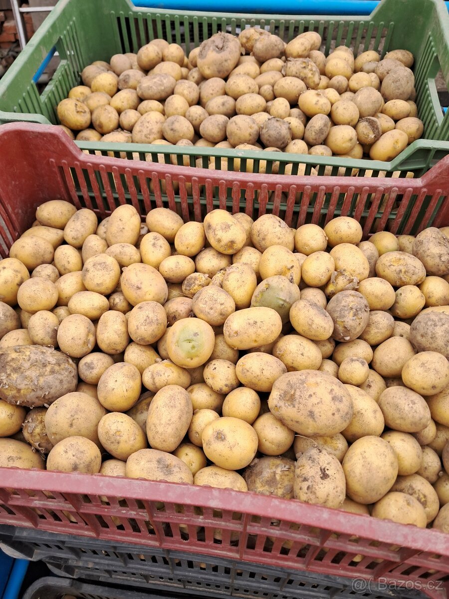 Krmné brambory