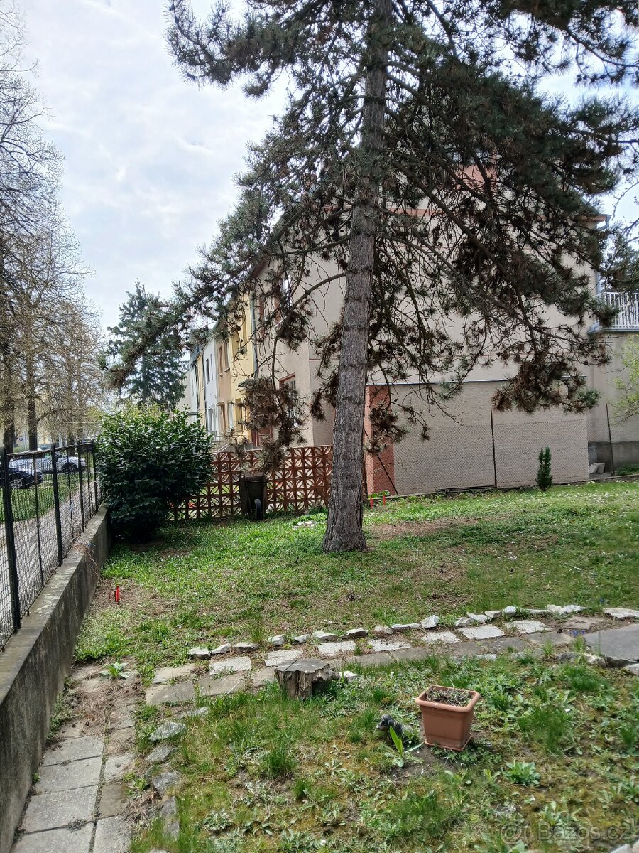 Kácení stromů