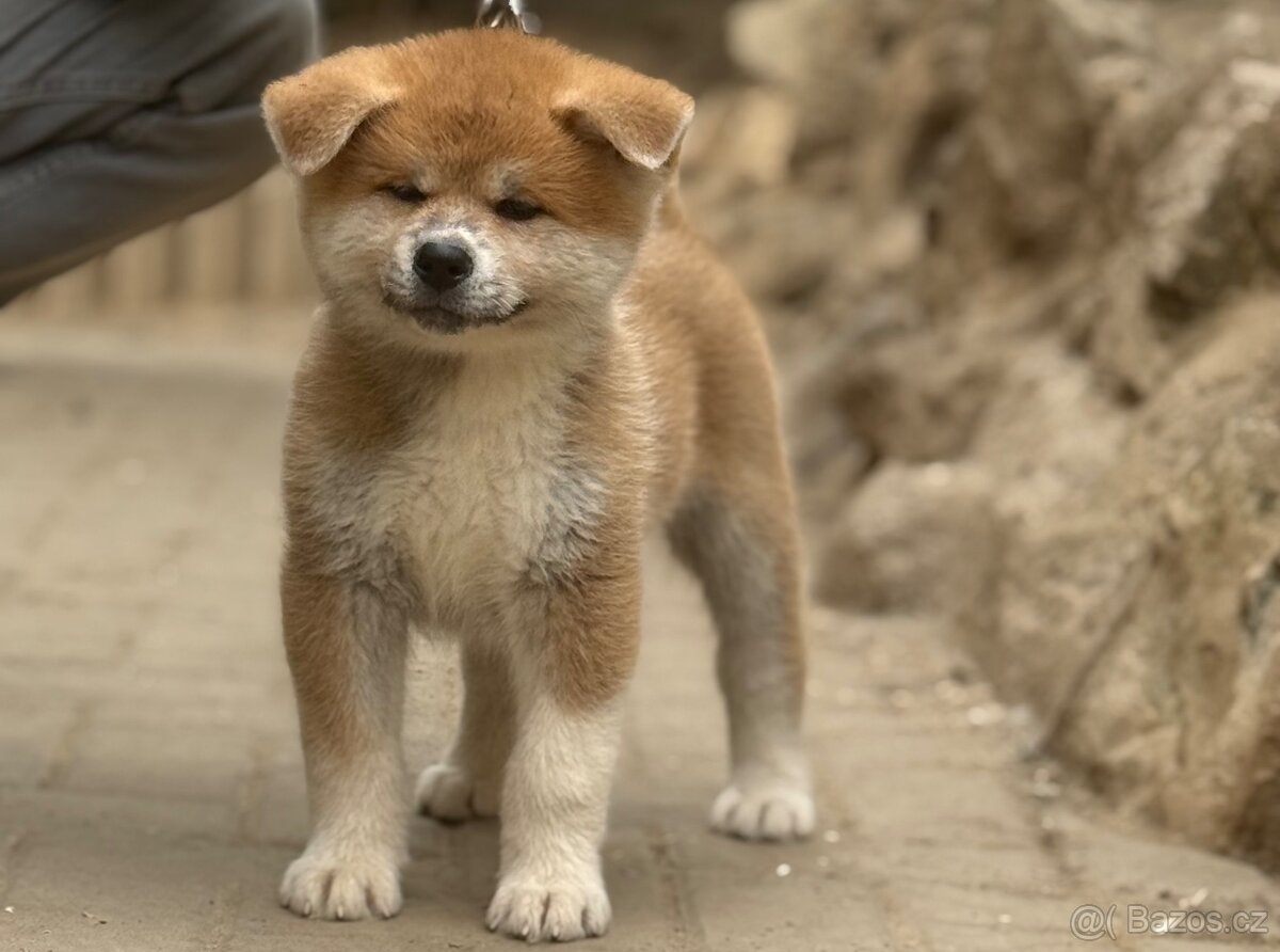 Akita Inu s průkazem původu