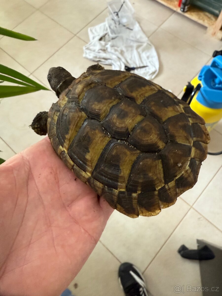 Testudo Hermanni