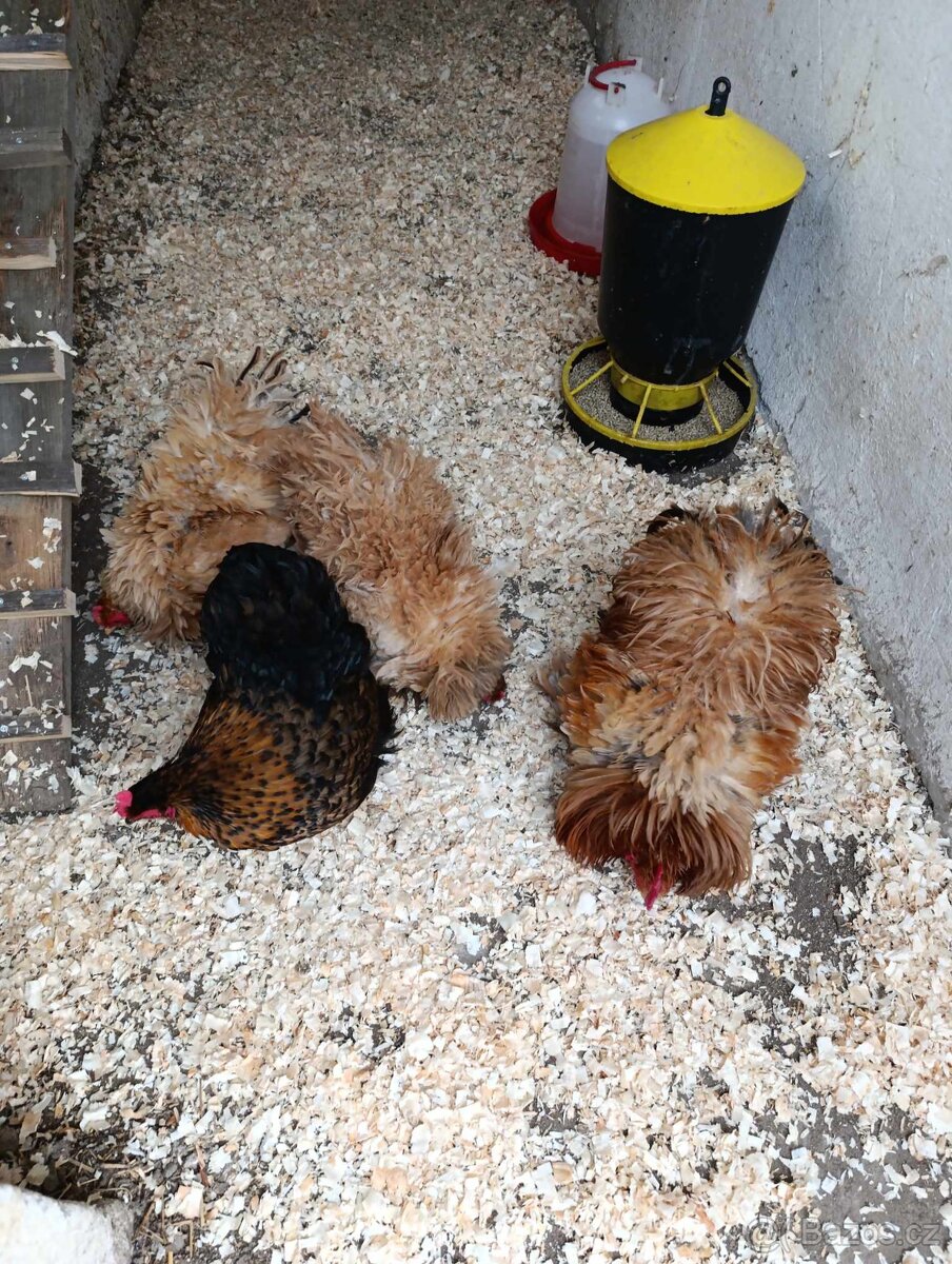 Mladé slepičky a kohoutek