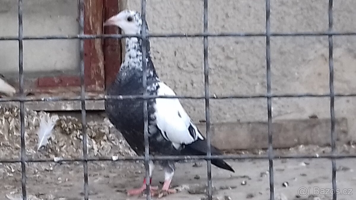 Holubi - Poštovní