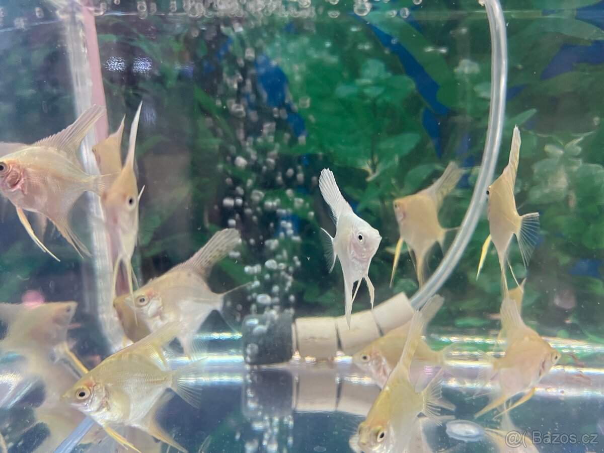 Skalár Zlatý diamantový