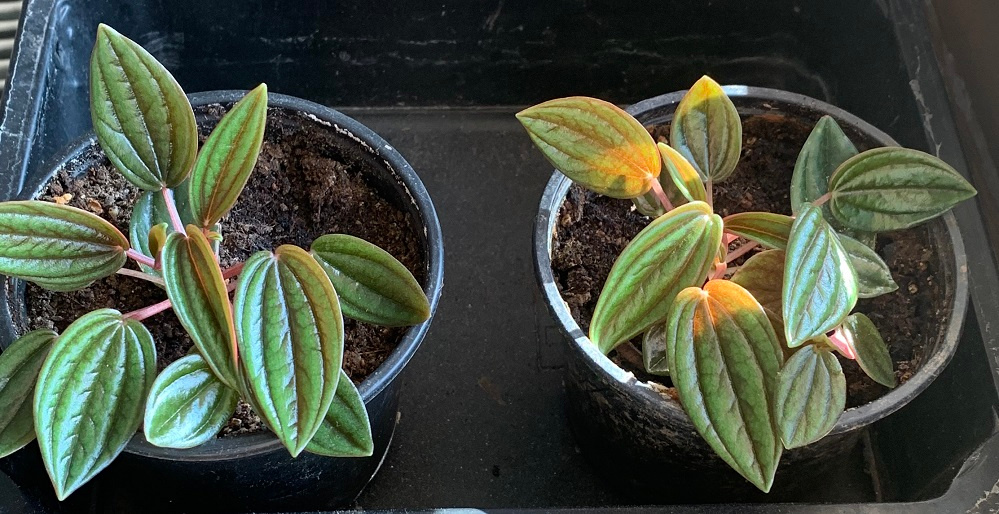 Pepřinec trpasličí rosso