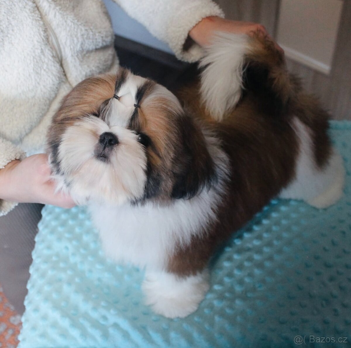 Štěňátka Shih-tzu s PP(shi-tzu, shihtzu)