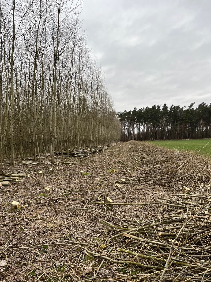 Nabízím brigádu v úkolu cena 2000č