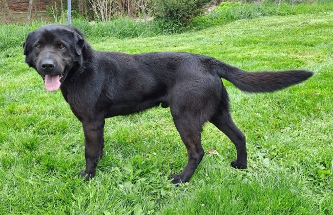 Labrador s Šarpej ? V útulku Jimlín u Loun