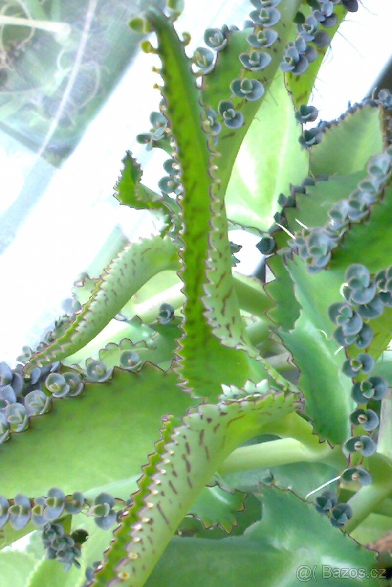 Madagaskarský ženšen - Kalanchoe daigremontiana - Sazeničky