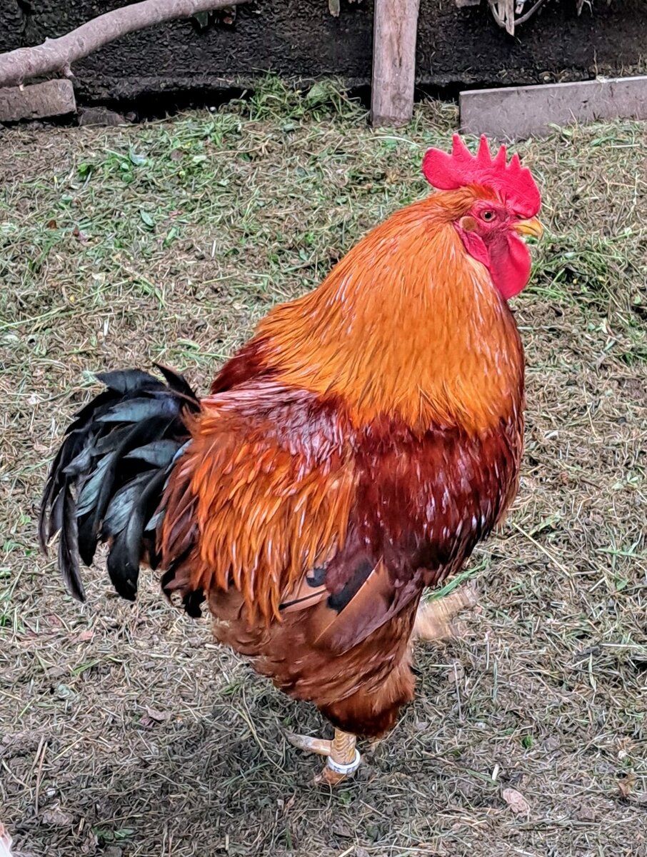 Kohout zdarma
