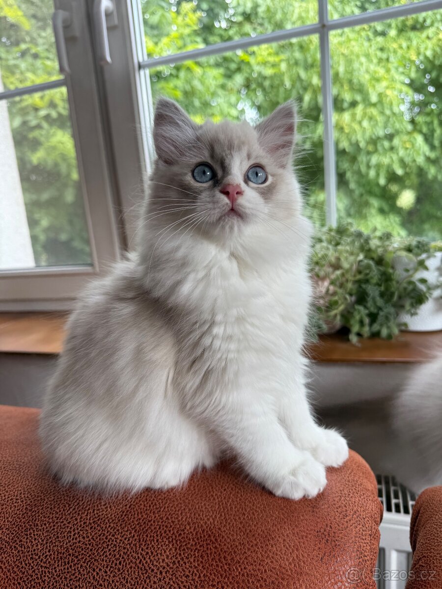 Ragdoll bez PP