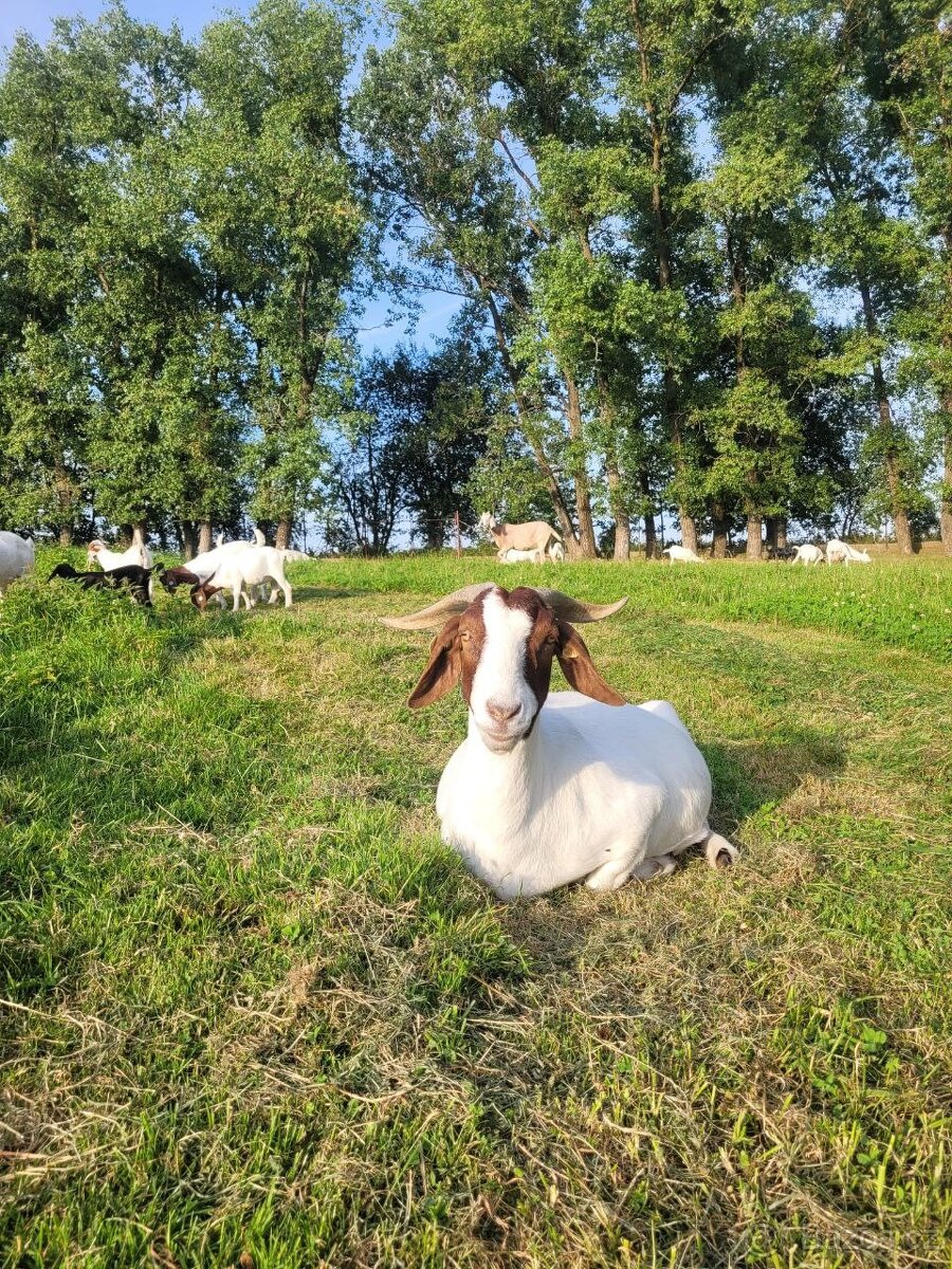 Burská koza