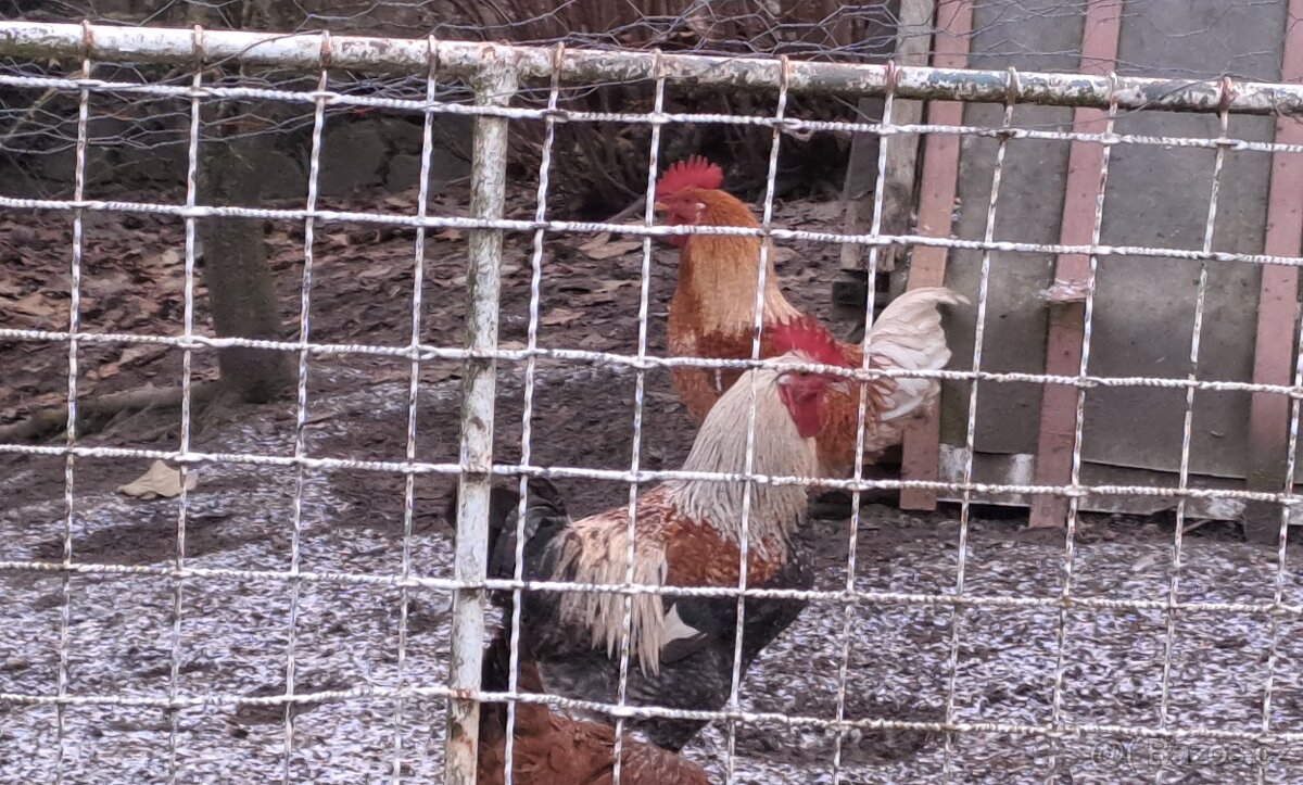 Kohout 2× - půl roku starý