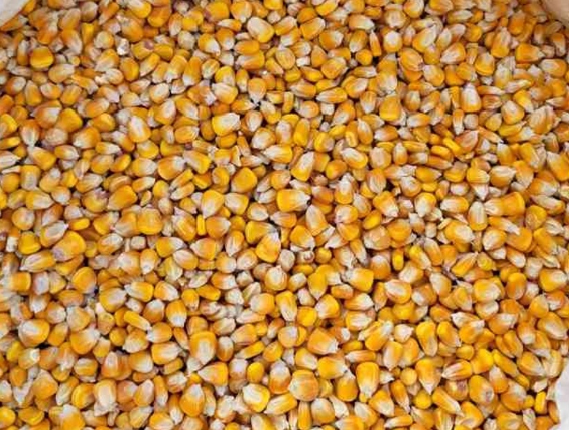 Kukuřice