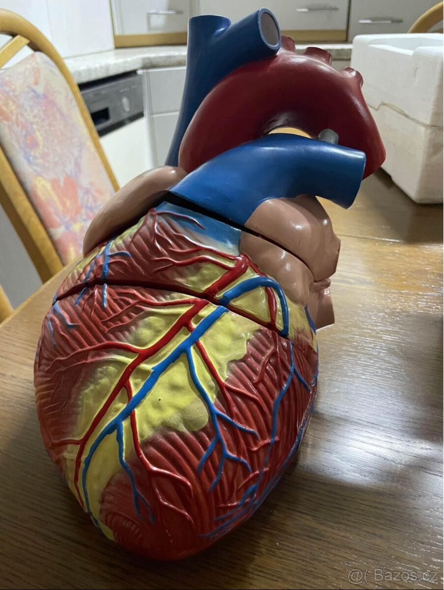 model lidské srdce