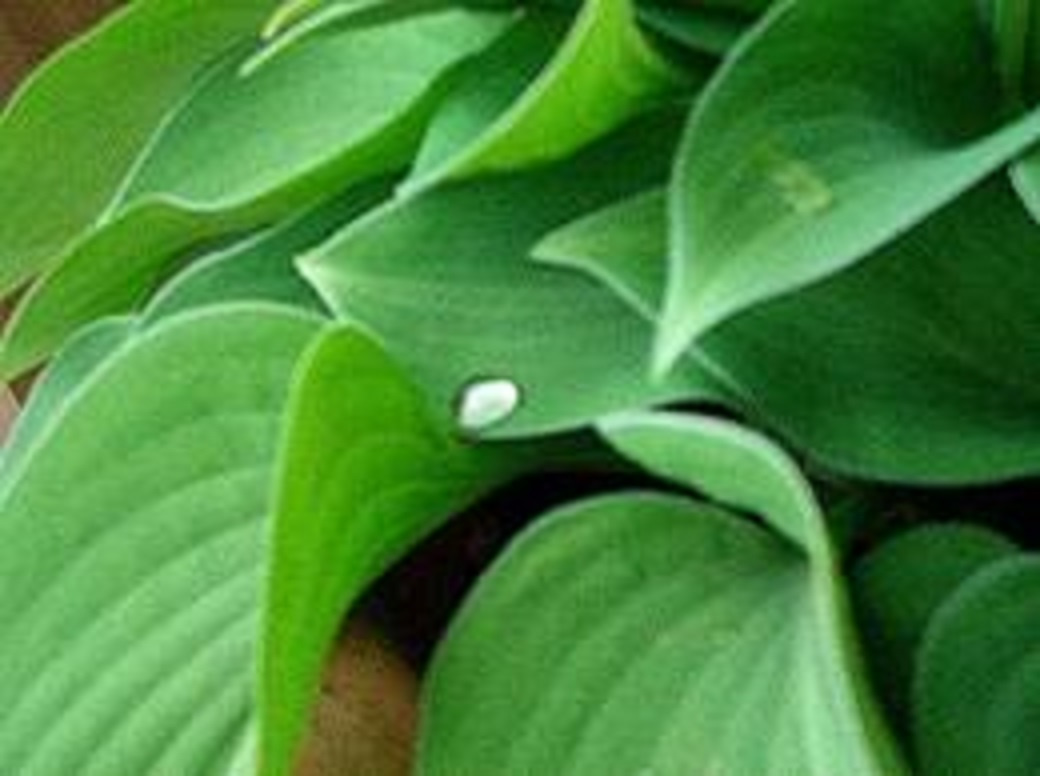 Hosta, funkie zelená, sazenice