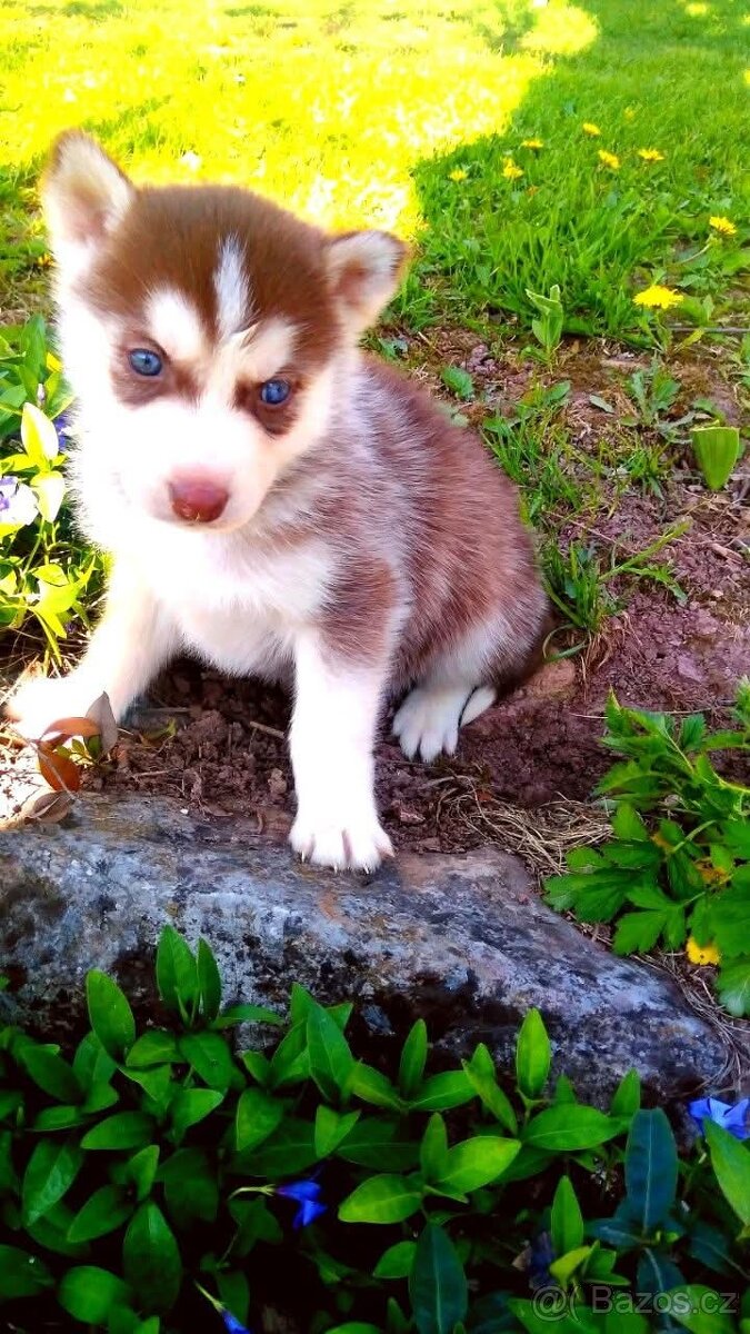 Sibírsky husky