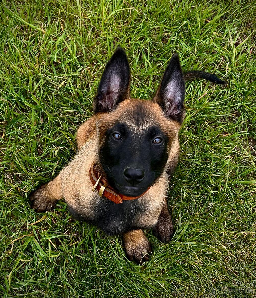 Belgický ovčák malinois