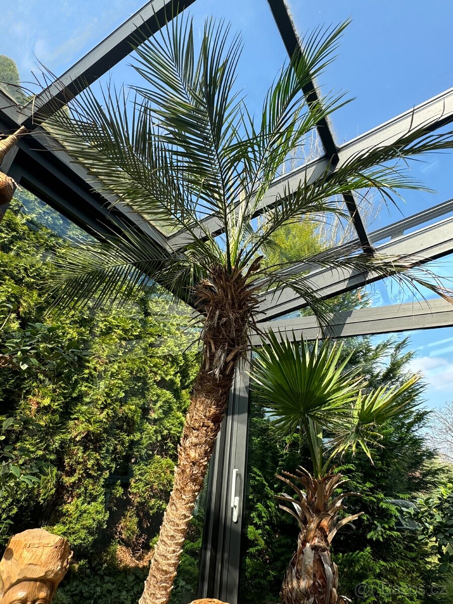 Palma 210 cm Phoenix Roebelenii