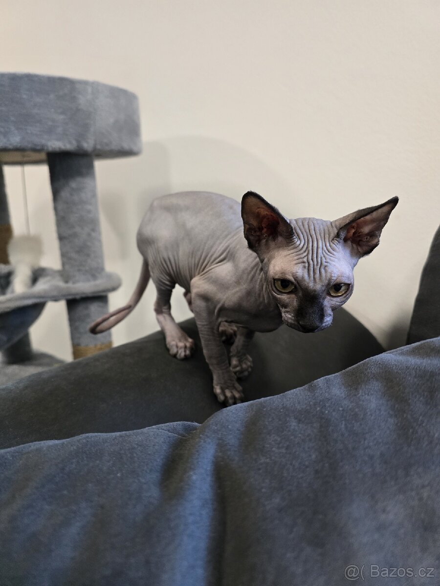 Kote sphynx
