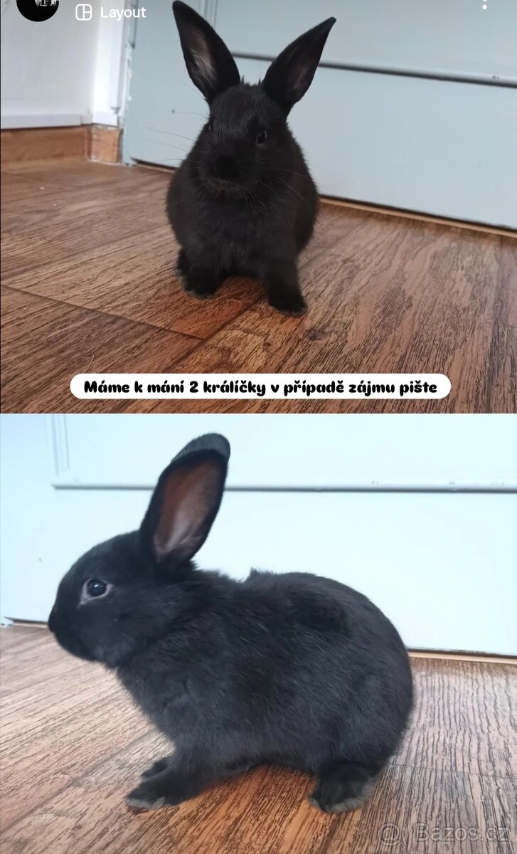 Králíčci