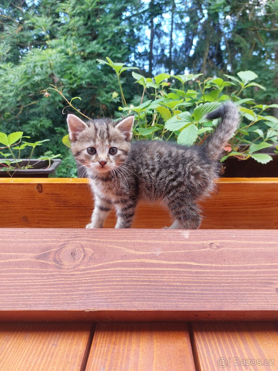 Koťátko k adopci