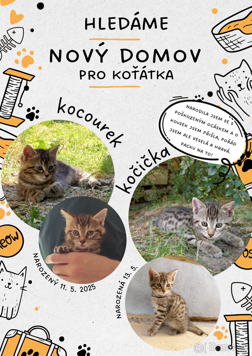 Daruji koťátka