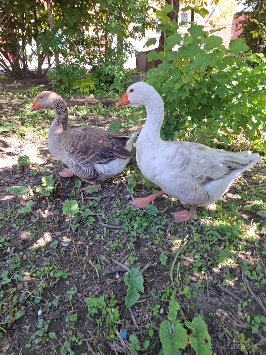podám dospělé husy
