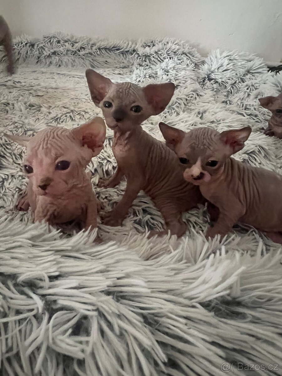 Kanadský Sphynx